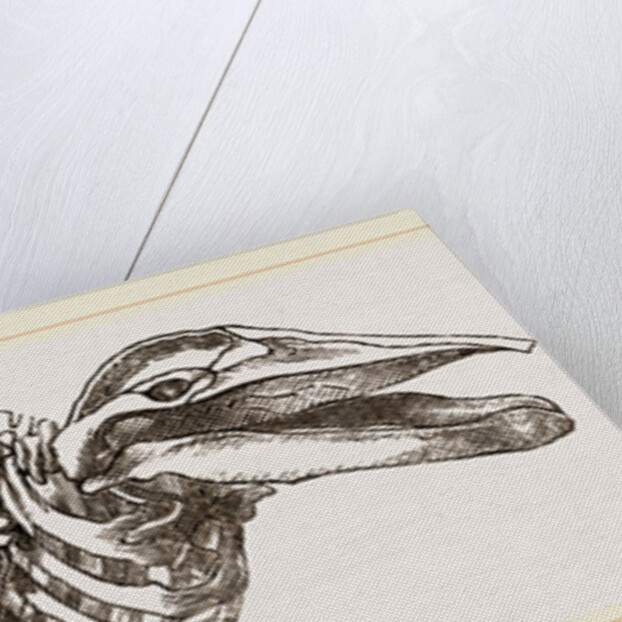 Skeleton of Rorqual by Anonymous