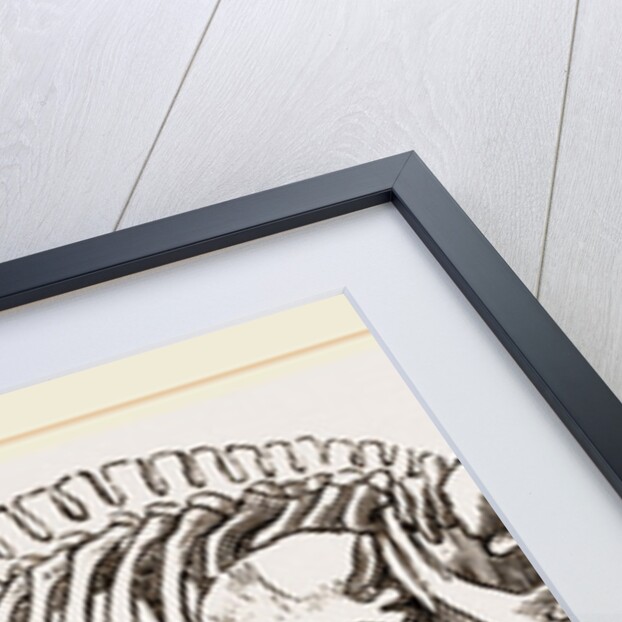 Skeleton of Rorqual by Anonymous