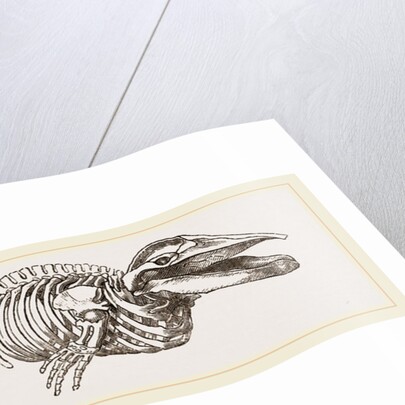 Skeleton of Rorqual by Anonymous