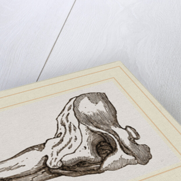 Skull of Spermaceti Whale in profile by Anonymous