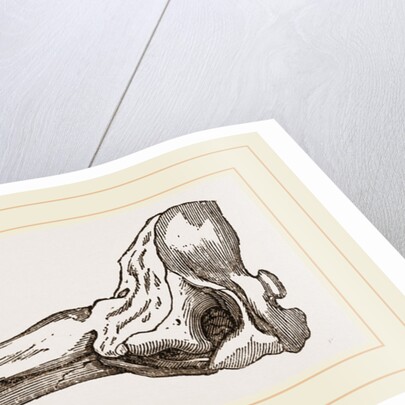 Skull of Spermaceti Whale in profile by Anonymous