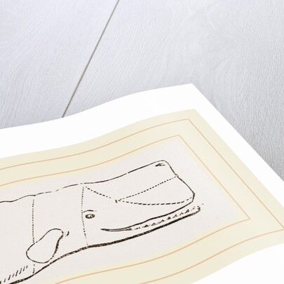 Spermaceti Whale by Anonymous