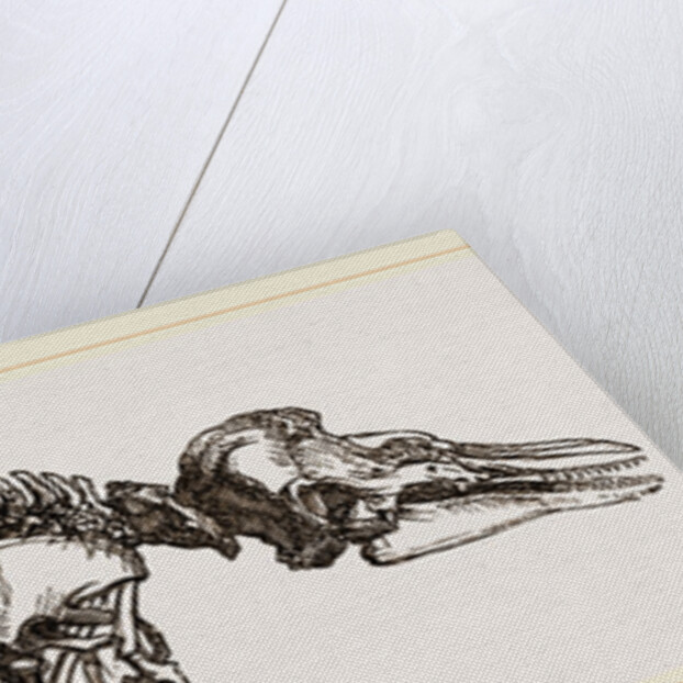 Skeleton of Porpoise by Anonymous