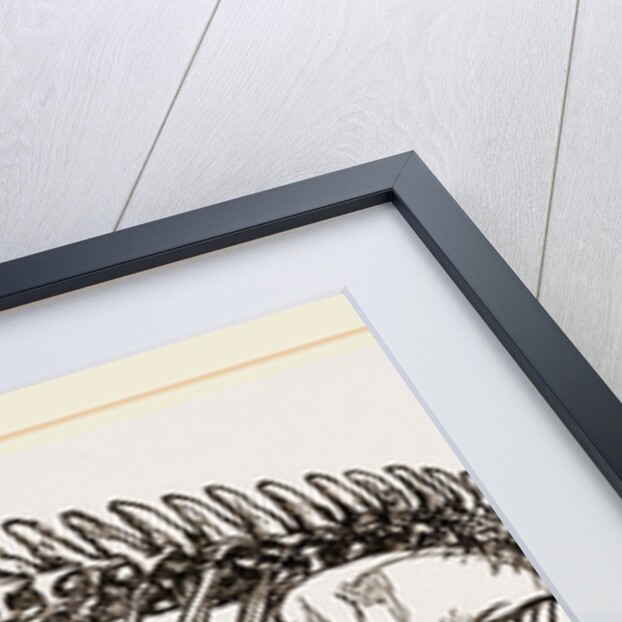 Skeleton of Porpoise by Anonymous