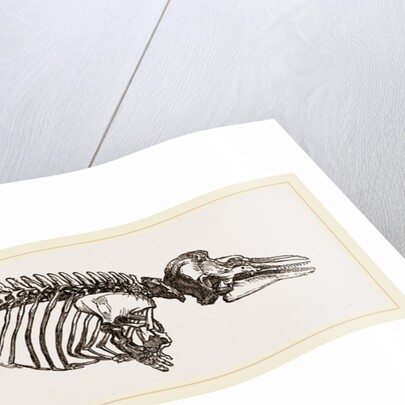 Skeleton of Porpoise by Anonymous