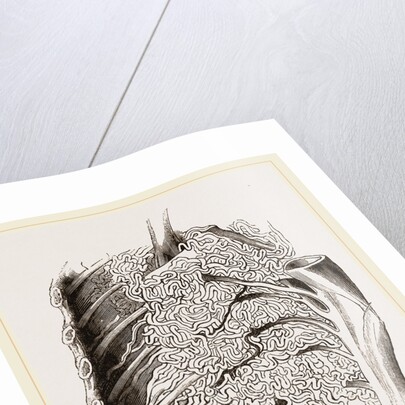 Vascular Apparatus of Whale by Anonymous