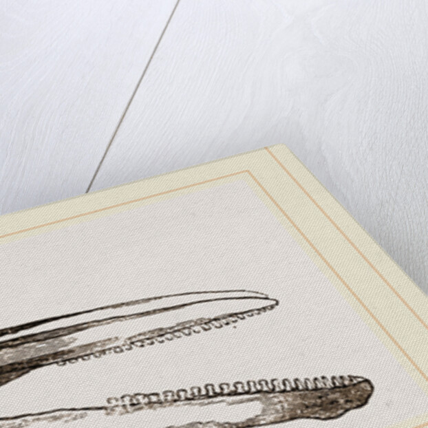 Skull of Dolphin by Anonymous