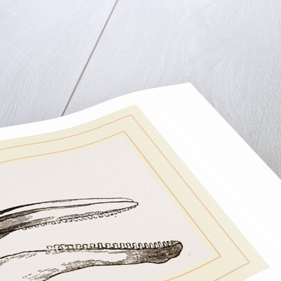 Skull of Dolphin by Anonymous