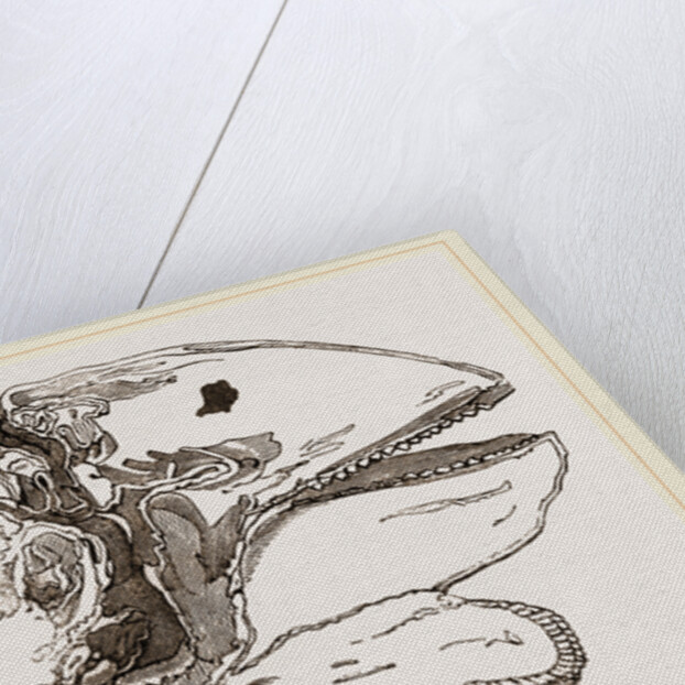 Section of Head Porpoise by Anonymous
