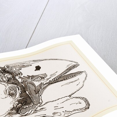 Section of Head Porpoise by Anonymous