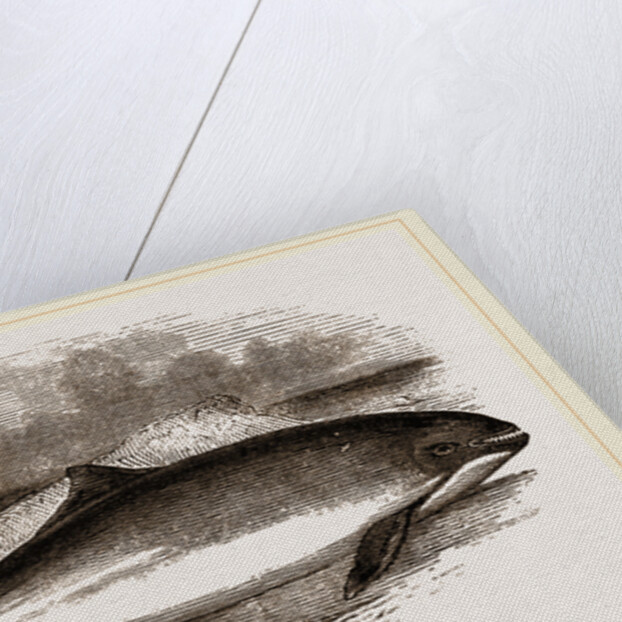 Common Porpoise by Anonymous
