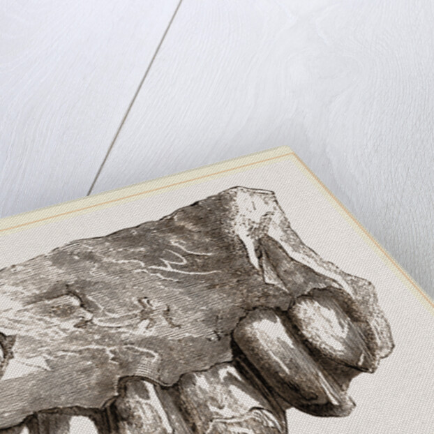 Fossil Teeth of Zeuglodon by Anonymous