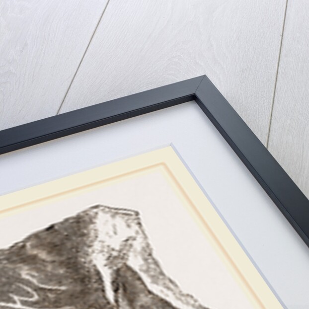 Fossil Teeth of Zeuglodon by Anonymous