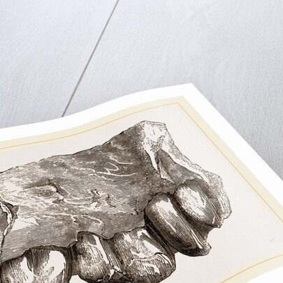 Fossil Teeth of Zeuglodon by Anonymous