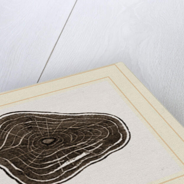 Fossil Teeth of Zeuglodon by Anonymous