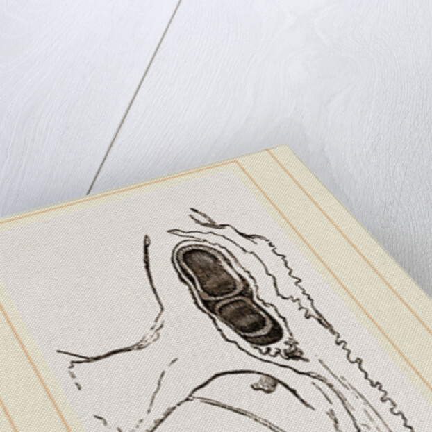 Teeth of Dugong by Anonymous