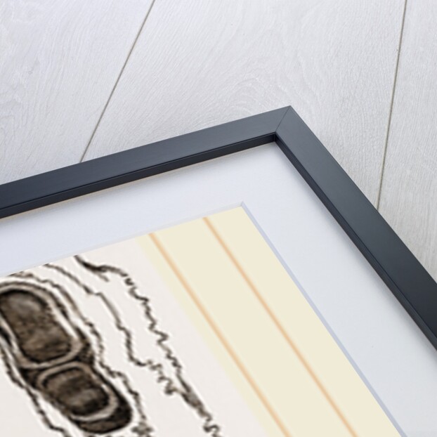 Teeth of Dugong by Anonymous