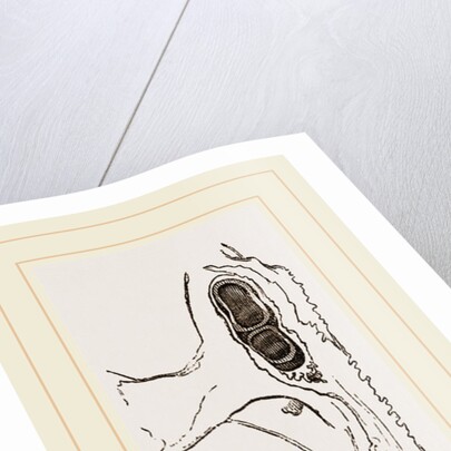 Teeth of Dugong by Anonymous