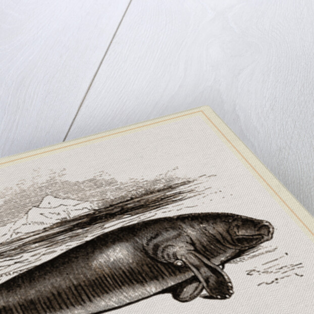 Manatee by Anonymous