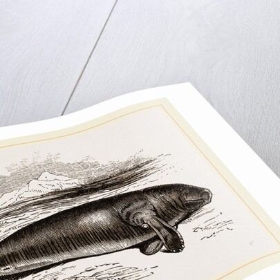 Manatee by Anonymous