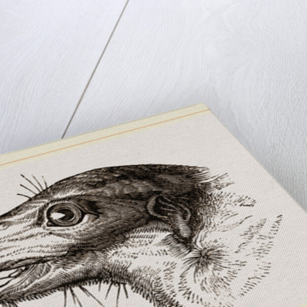 Head of Tupaia Tana by Anonymous