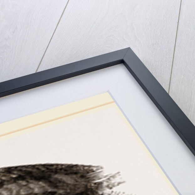 Head of Tupaia Tana by Anonymous