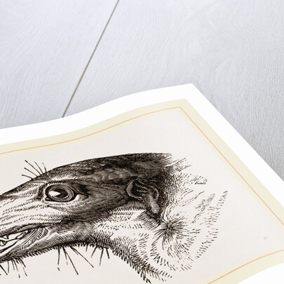 Head of Tupaia Tana by Anonymous