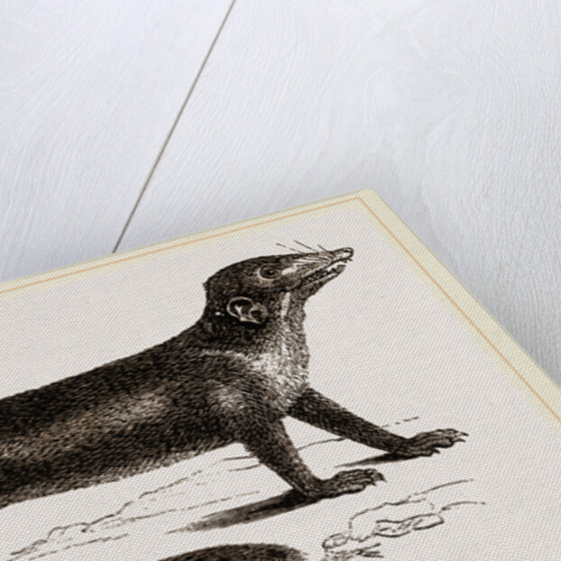 Banxring by Anonymous