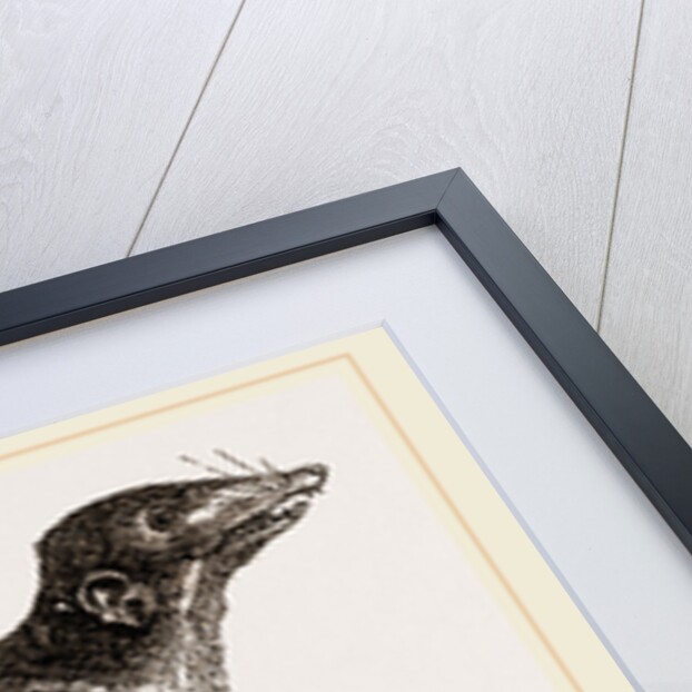 Banxring by Anonymous