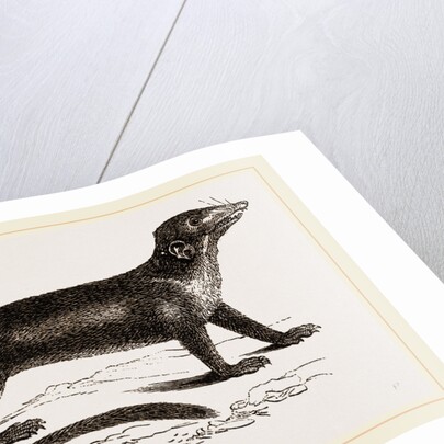 Banxring by Anonymous