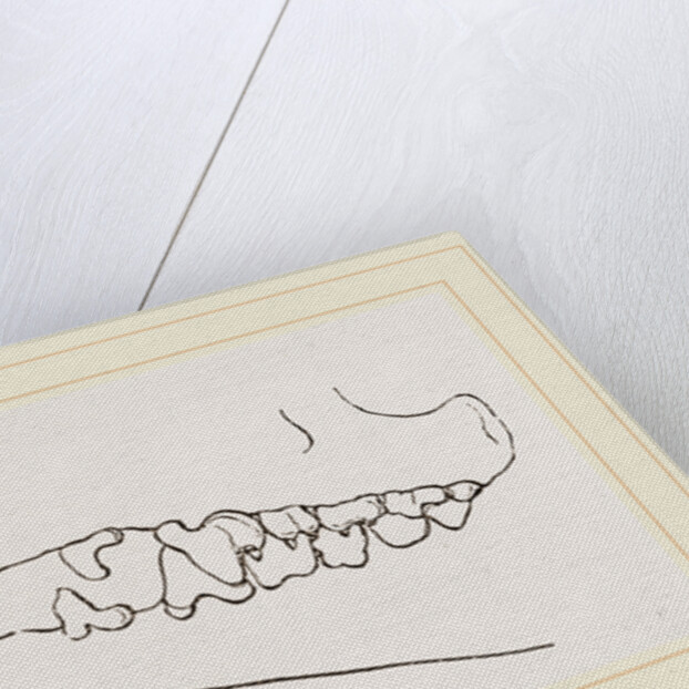 Teeth of Tenrec by Anonymous