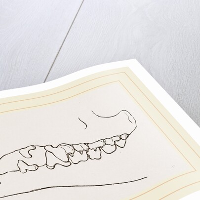 Teeth of Tenrec by Anonymous