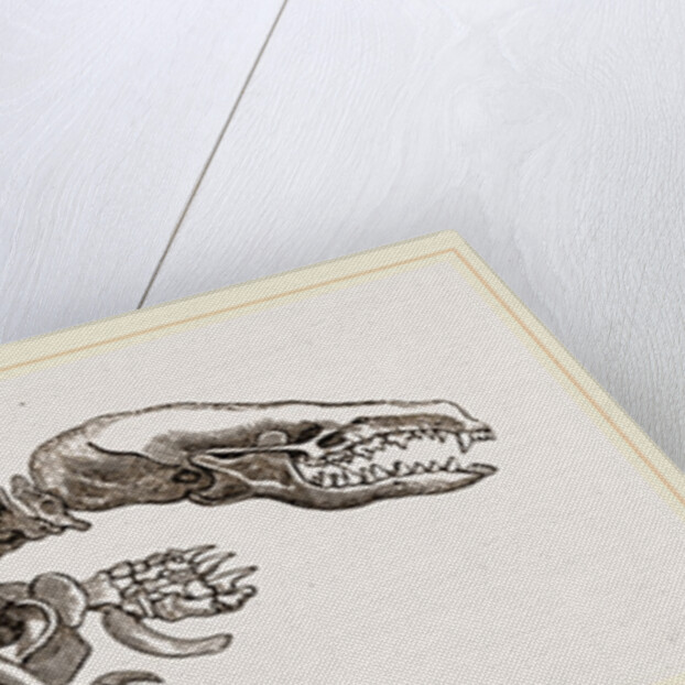 Skeleton of Mole by Anonymous