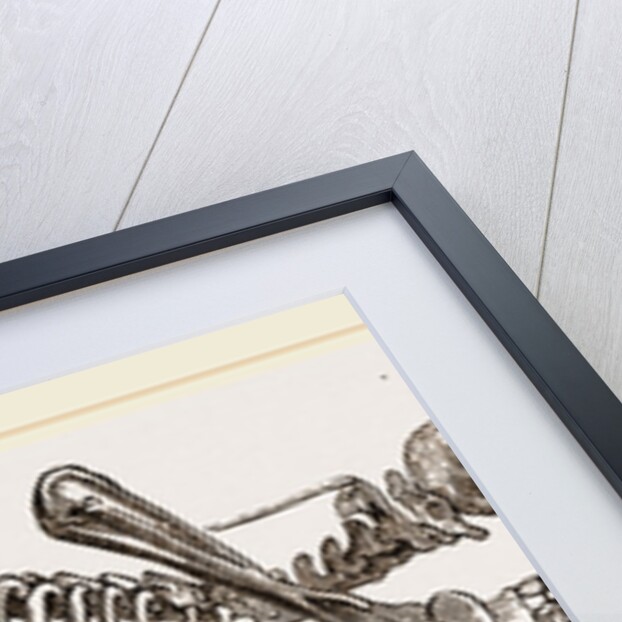 Skeleton of Mole by Anonymous