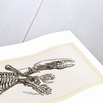 Skeleton of Mole by Anonymous