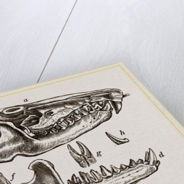 Skull and Teeth of Solenodon by Anonymous