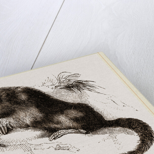 Star-nosed Mole by Anonymous