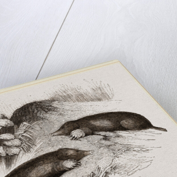 Common Moles by Anonymous