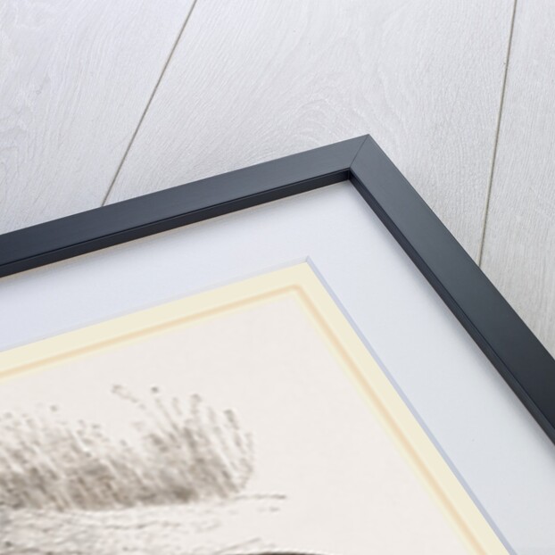 Common Moles by Anonymous