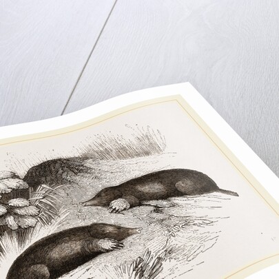 Common Moles by Anonymous