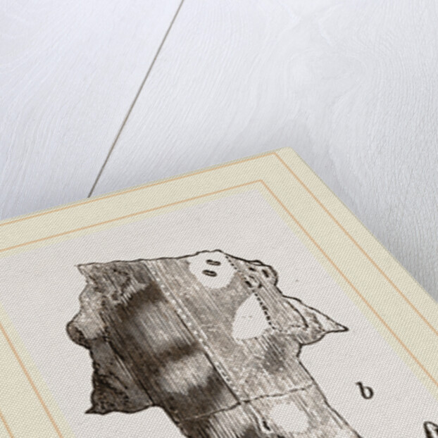 Skull of Solenodon by Anonymous