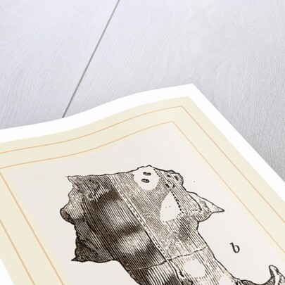 Skull of Solenodon by Anonymous