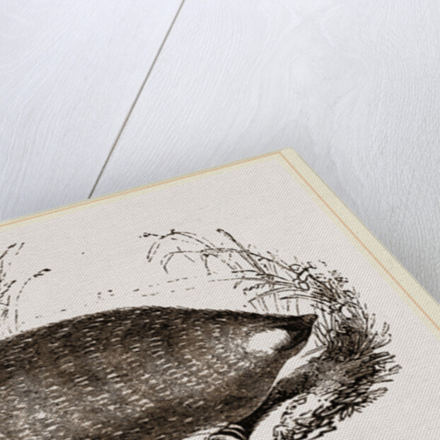 Cape Chrysochlore by Anonymous