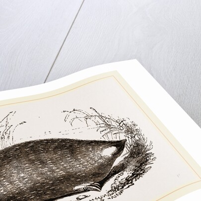 Cape Chrysochlore by Anonymous