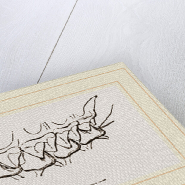 Teeth of Star nosed Mole by Anonymous