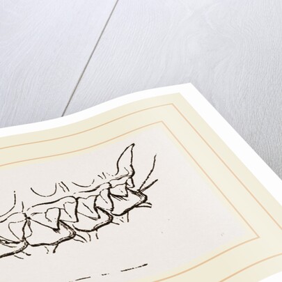 Teeth of Star nosed Mole by Anonymous