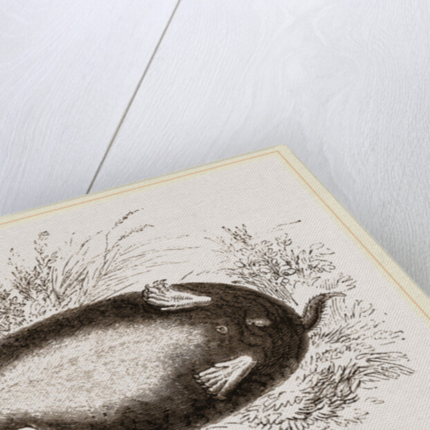 Shrew-Mole by Anonymous