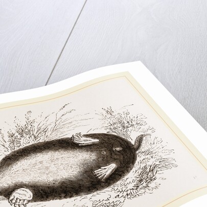 Shrew-Mole by Anonymous