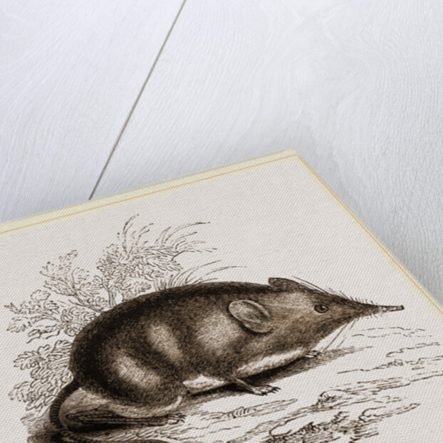 Cape Elephant-Shrew by Anonymous