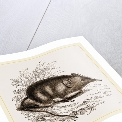 Cape Elephant-Shrew by Anonymous